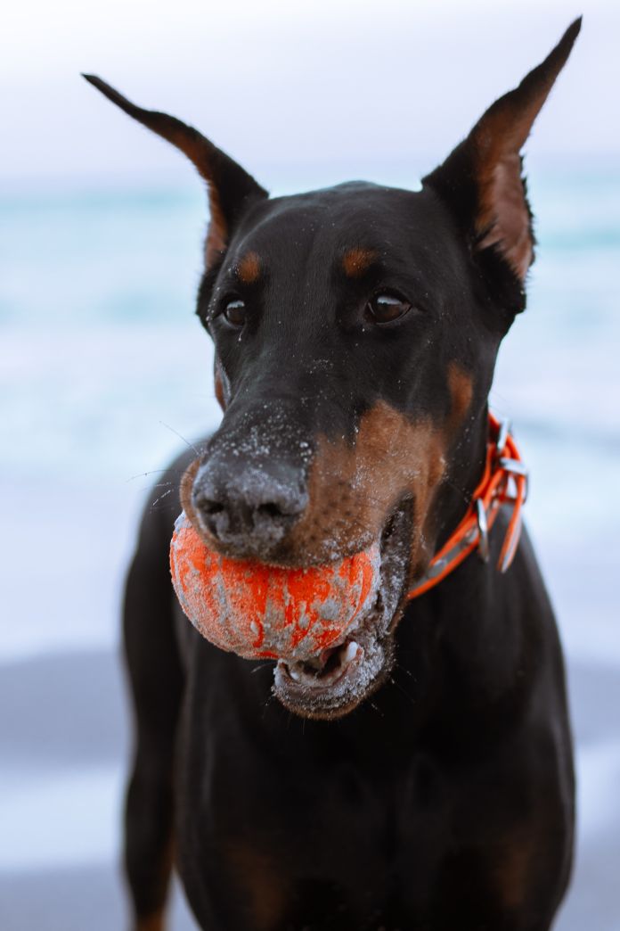 doberman-najpametnije-rase-pasa