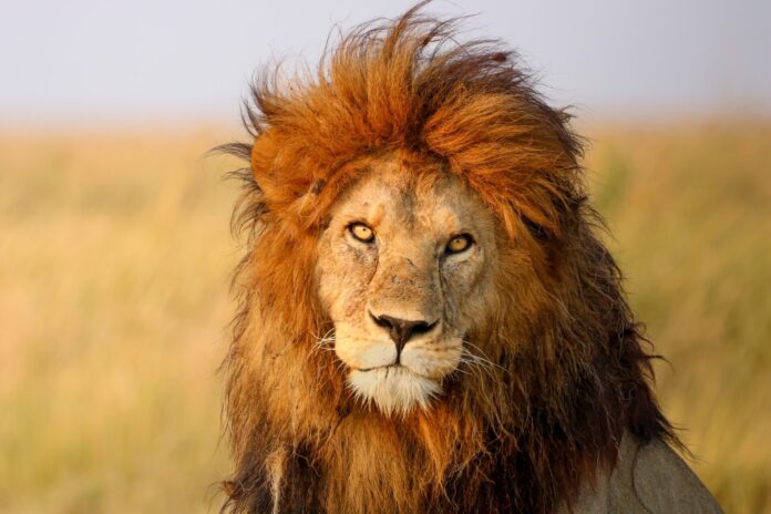 kralj-lavova