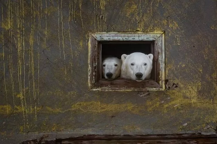 fotografije-polarnih-medveda