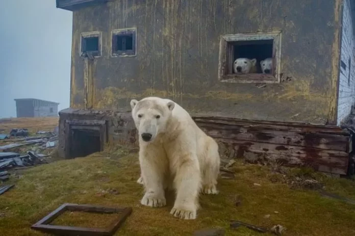 fotografije-polarnih-medveda