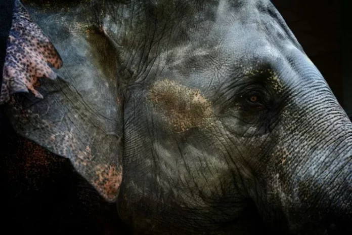 uginula-najusamljenija-slonica-na-svetu